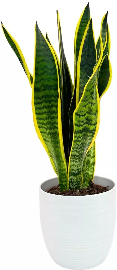 Sansevieria Laurentii: Pianta Verde Purificante, Facile da Curare e Resistente